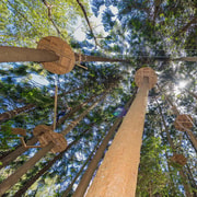 Pennant Hills: Tree Ropes Course Session