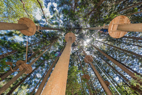 Pennant Hills: Sessione del corso di corde sugli alberi