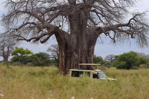 Arusha: Tarangire National Park Day Safari Joining Safari (1-2 People)