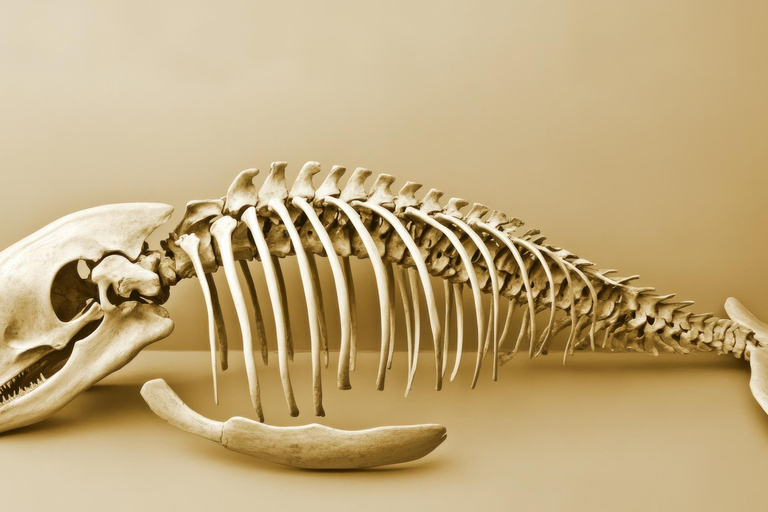 Prywatna wycieczka z przewodnikiem po Muzeum Morza w Punta del Este