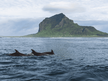 Nado con Delfines, Snorkel en la Roca de Cristal, Bebidas y Aperitivos