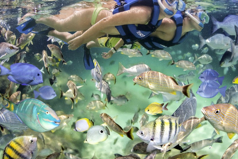 Cartagena: Rosario Oceanarium, Snorkel & Swim with Dolphins Cartagena: Rosario Islands Tour with Oceanarium & Snorkeling