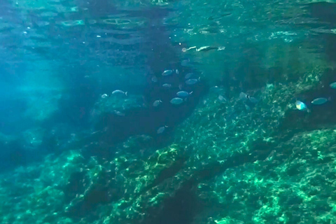 Alcudia: Private boat tour to the lighthouse island