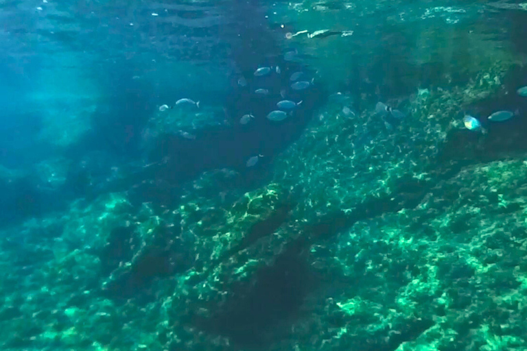 Alcudia: Private boat tour to the lighthouse island