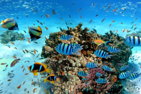 Z Safagi: wyspa Orange, nurkowanie, nurkowanie z rurką i sporty wodneSafaga lub Soma: Orange Island Snorkel, nurkowanie i sporty wodne