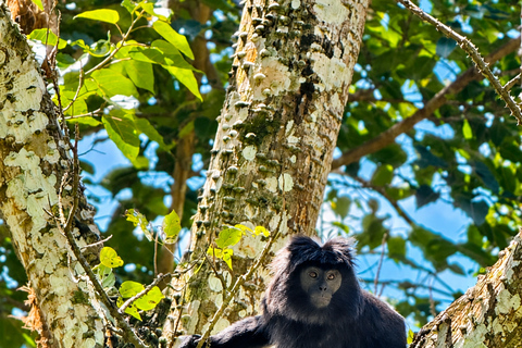 Lombok: Black Langur, Rice Fields & Sarang Walet Falls Sukarara, Black Langur, Rice Fields & Sarang Walet Falls
