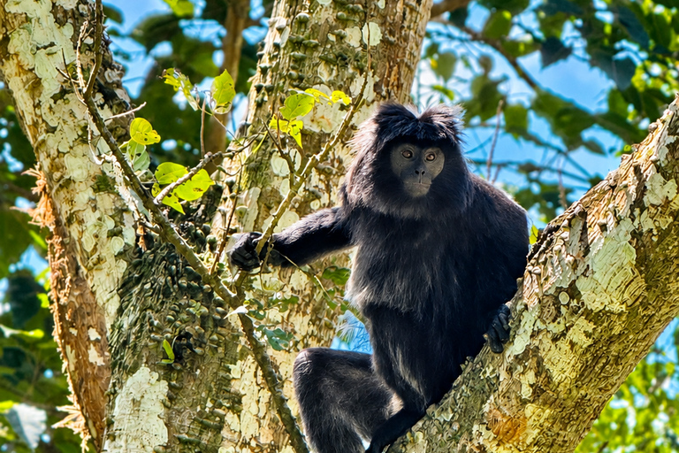 Lombok: Black Langur, Rice Fields & Sarang Walet Falls Sukarara, Black Langur, Rice Fields & Sarang Walet Falls