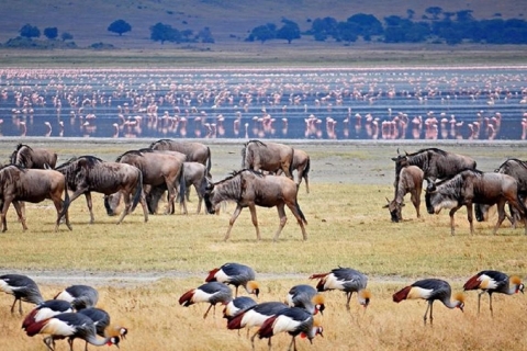 Arusha: Safari en camping de varios días por el Serengeti y el NgorongoroSerengeti, Ngorongoro Safari de varios días con acampada mejorada