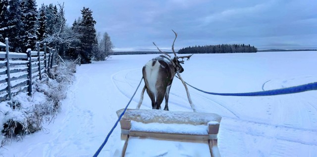 Visit Levi Lapland Reindeer Safari in Kittilä