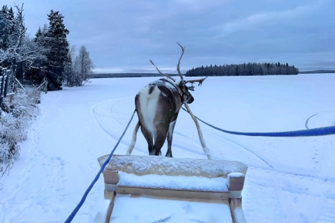 Levi: met een rendierslee door Lapland