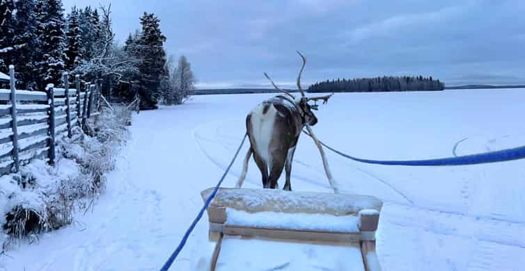レヴィ：ラップランドトナカイサファリ | GetYourGuide