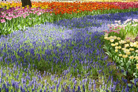 Ibaraki Shrine、Seafood Market、Flower Sea Day TourWyjście Shinjuku West