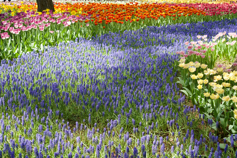 Ibaraki Shrine、Seafood Market、Flower Sea Day TourMarunouchi North Exit