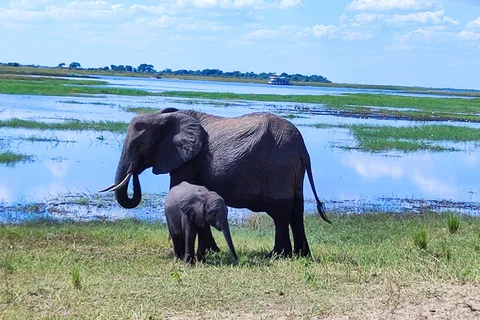 Chobe National Park Full-Day Experience Inc Airport PickUp