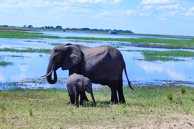 Excursión de un día completo al Parque Nacional de Chobe (safari y crucero)