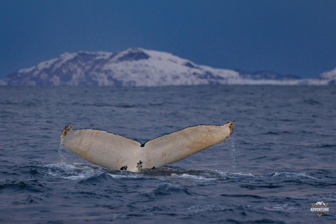 From Skjervøy: Whale Watching in a Heated Cabin Cruiser