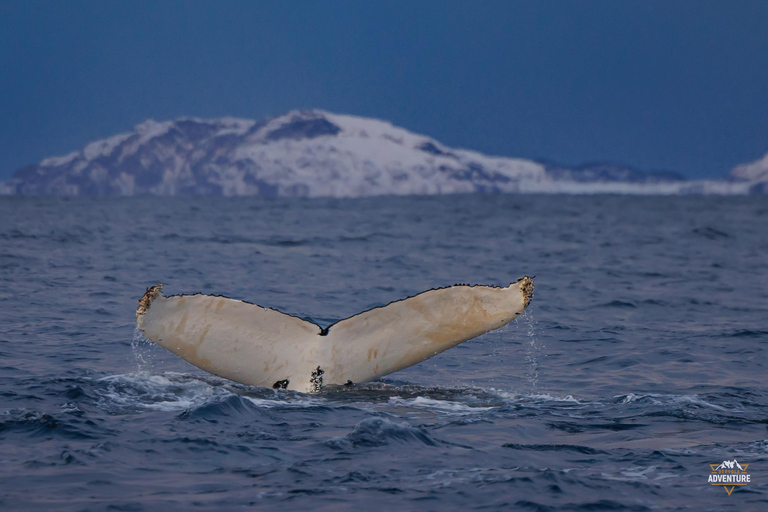 From Skjervøy: Whale Watching in a Heated Cabin Cruiser