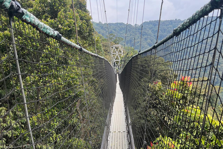 1 day: From Kigali, The canopy walk adventure at Nyungwe