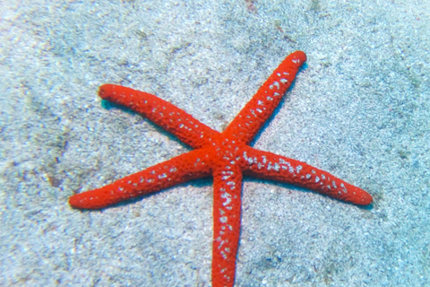 Tenerife: Privé Duiken - Gecertificeerd Instructeur &amp; Foto&#039;s