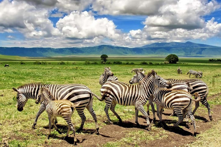 Tanzanie : forfait aventure d&#039;un an avec ascension du Kilimandjaro
