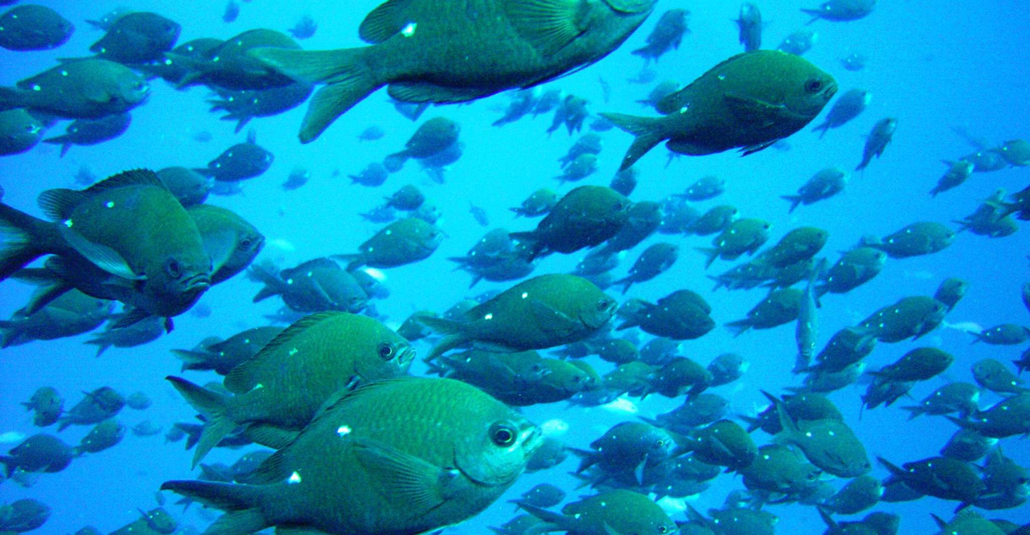 Cathedral Cove Snorkel Bootstouren über Cathedral Cove - Hizvo