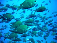 Cathedral Cove Snorkel Boat Tours via Cathedral Cove - Hizvo