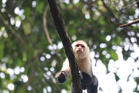 Uvita: Corcovado Rainforest & Wildlife Adventure
