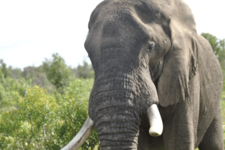 Safari de 2 días al Parque Nacional de Pilanesberg desde Johannesburgo