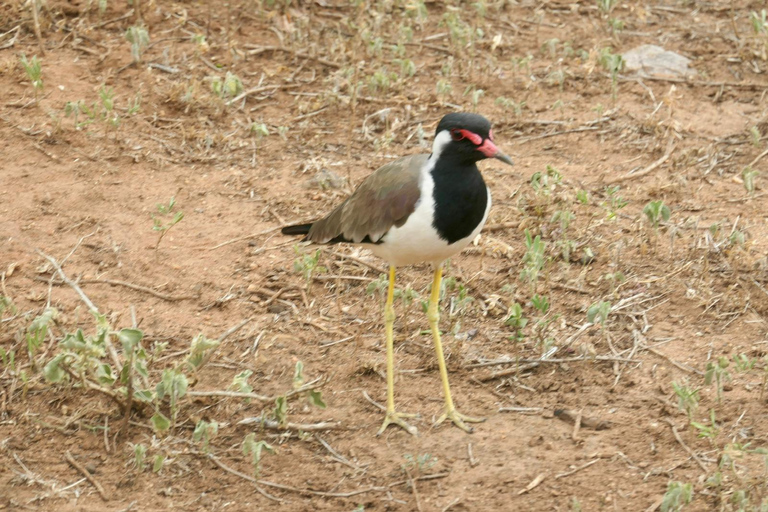 Bangalore to Mysore Day Tour With Guide and stay option Bangalore to Mysore Day Tour With Guide and stay option