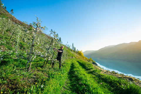 From Bergen: Hardanger Fjord & Glacier Small-Group Tour