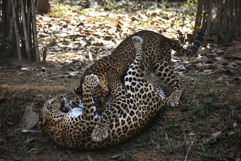Udaipur to Jodhpur: Ranakpur Temple & Leopard Safari Tour