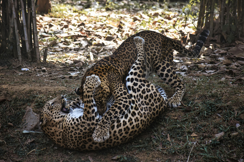 Jodhpur To Udaipur: Ranakpur Temple & Jawai Leopard Safari