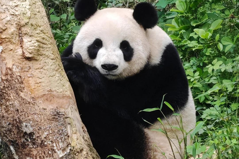 Nanjing: Hongshan Forest Zoo and Giant Panda Sanctuary