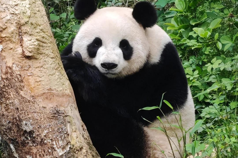 Nanjing: Hongshan Forest Zoo and Giant Panda Sanctuary