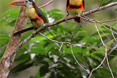 Manu: 7-Day Amazon Wildlife Tour with Jungle Lodges