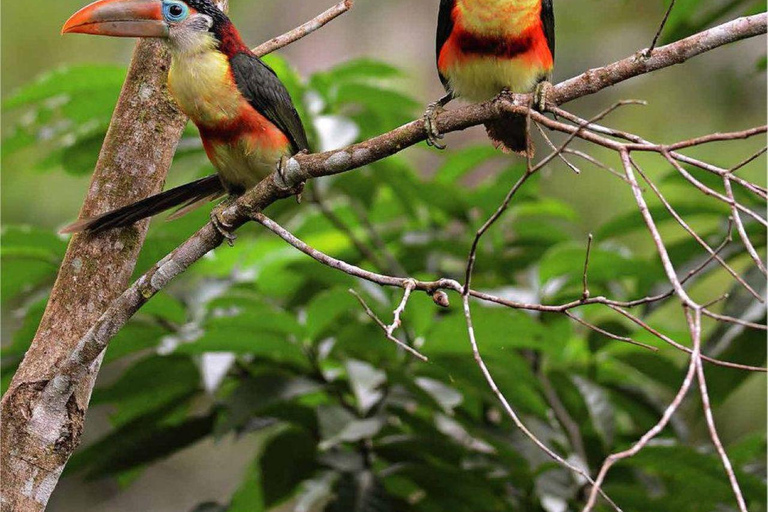 Manu: 7-Day Amazon Wildlife Tour with Jungle Lodges