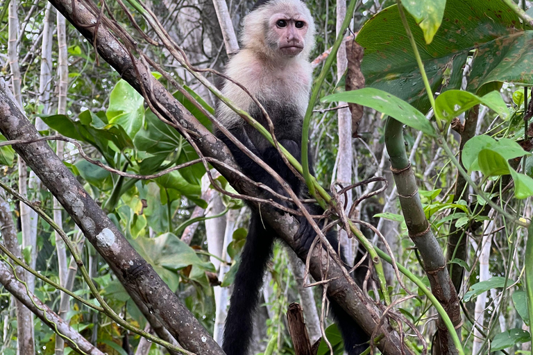 Panamá : Tour en bateau et faune sur le lac Gatun