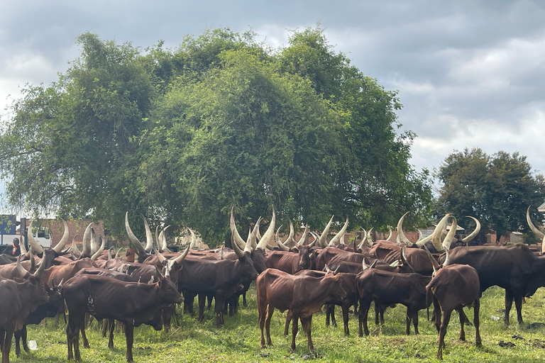 2 jours de safari dans le parc national des chutes Murchison, faune et flore d&#039;Ouganda