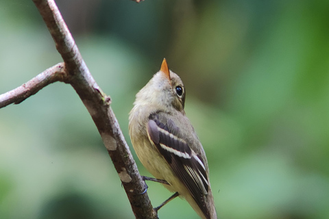 Manuel Antonio National Park: Wildlife-Watching Guided Hike