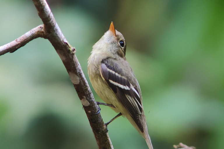 Manuel Antonio National Park: Wildlife-Watching Guided Hike