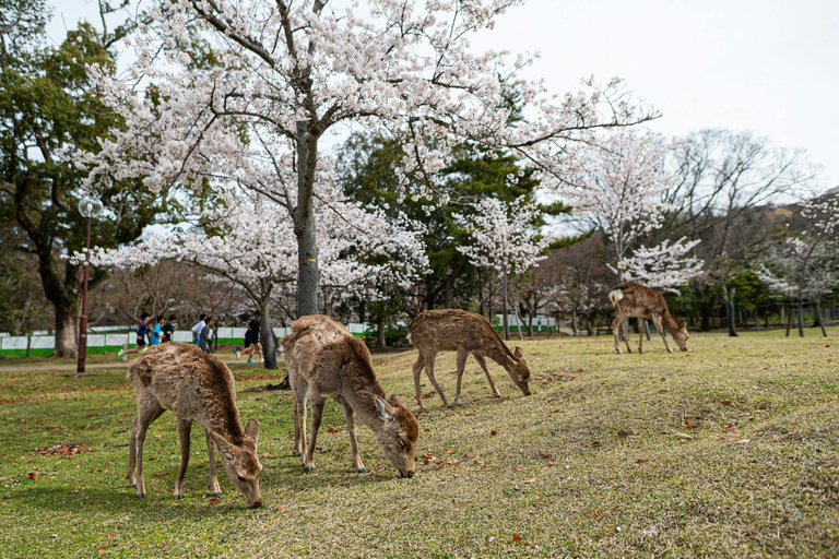Kyoto/Osaka: Kyoto&Nara Private Customized Guided Tour