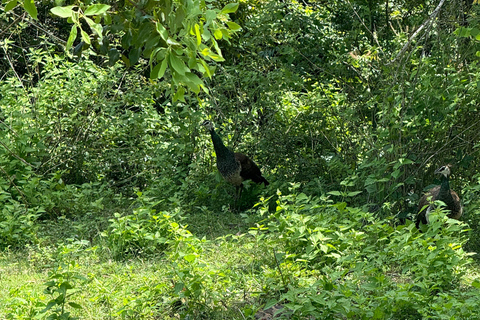 Z Hikkaduwa/ Galle/ Mirissa - safari w Parku Narodowym Yala