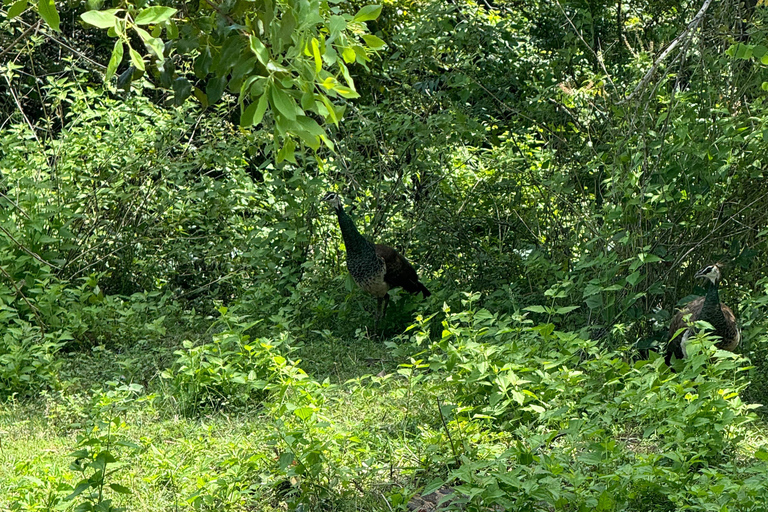 Från Hikkaduwa/ Galle/ Mirissa - Safari i Yala nationalpark