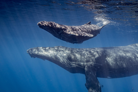 وايكيكي: جولة لمشاهدة الحيتان