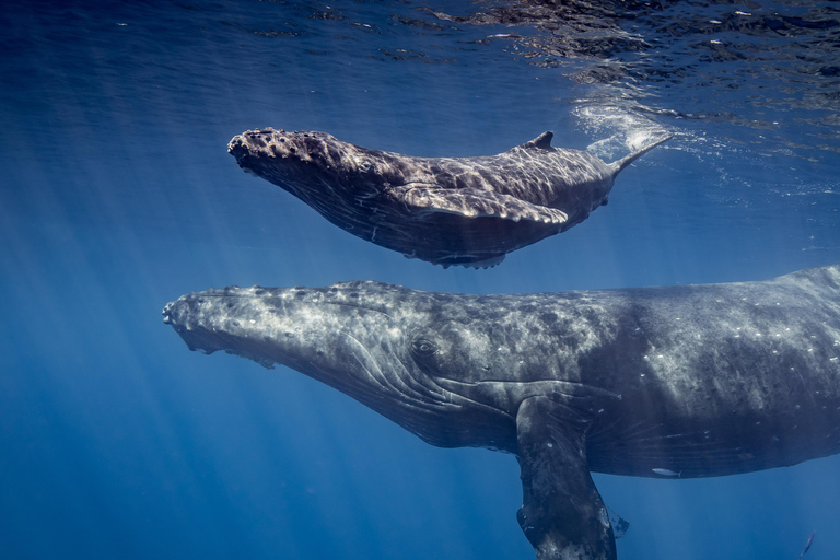 وايكيكي: جولة لمشاهدة الحيتان