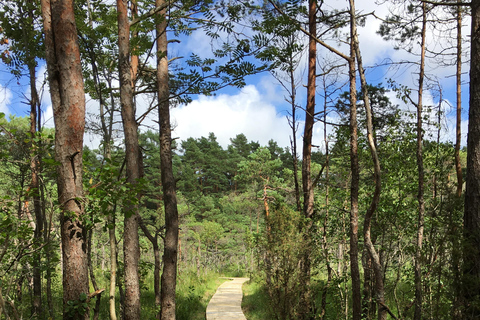 From Tallinn: 5-Day Wild Estonia Tour with Bear Watching