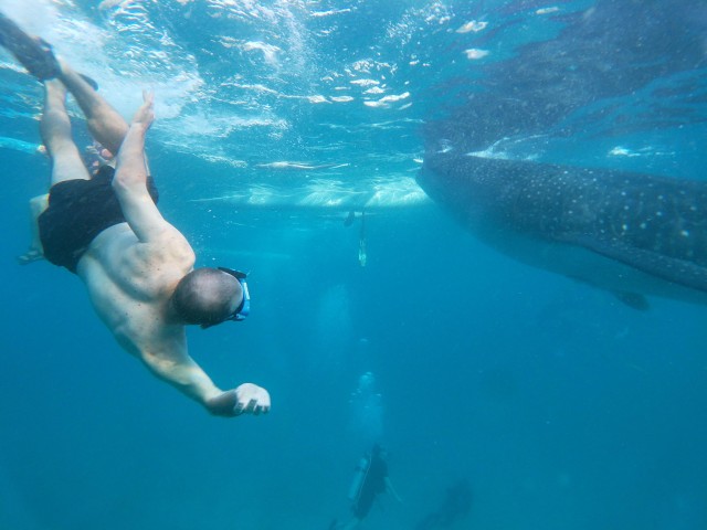 Visit Oslob Whalesharkwatching, Sumilon sandbar & Cuartel ruins in Oslob, Cebu, Philippines
