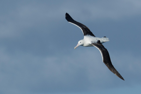 From Port Chalmers: Castle, Coast & City Tour From Port Chalmers: Dunedin City Tour with Larnach Castle