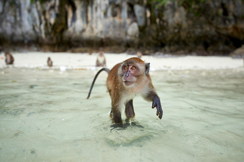 From Phuket: Phi Phi Islands, Maya Bay & Khai Islands Tour Without Transfer