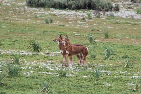 Addis Ababa: 6-Day Bale Mountains Trekking Adventure